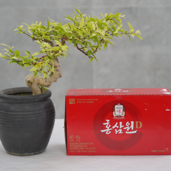 Nước hồng sâm tăng lực Won KGC hộp 10 chai x 100ml