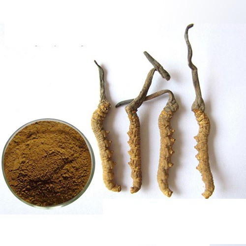 Bột đông trùng hạ thảo KGS Hàn Quốc nguyên chất 100% hộp 2 lọ x 90g, bot dong trung ha thao kgs han quoc nguyen chat 100% hop 2 lo x 90g, Bột đông trùng hạ thảo Hàn Quốc, bot dong trung ha thao han quoc