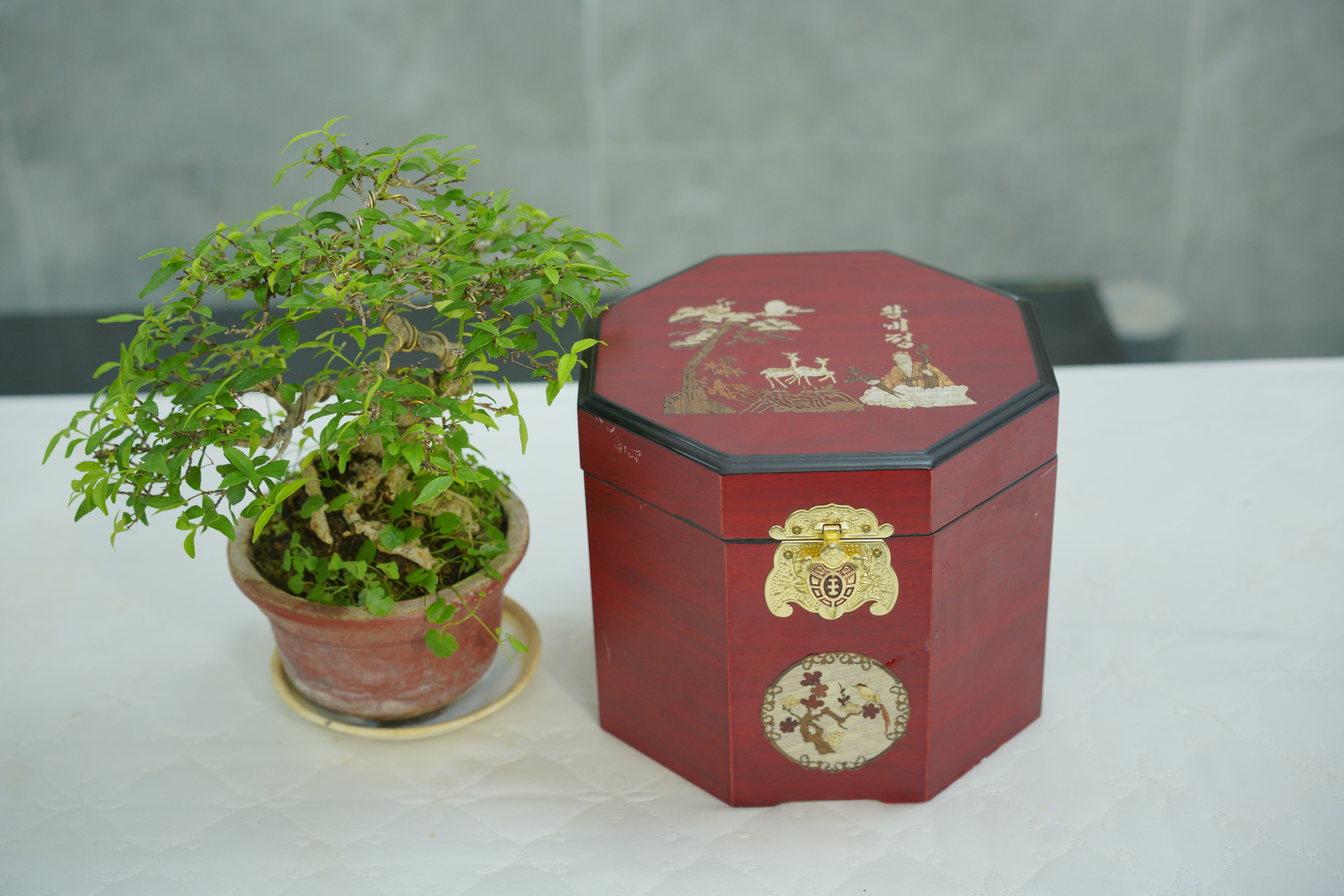 Cao Hồng sâm Hoàng Hậu Hàn Quốc, cao hong sam hoang hau han quoc, Cao Hồng sâm Hàn Quốc, cao hong sam han quoc