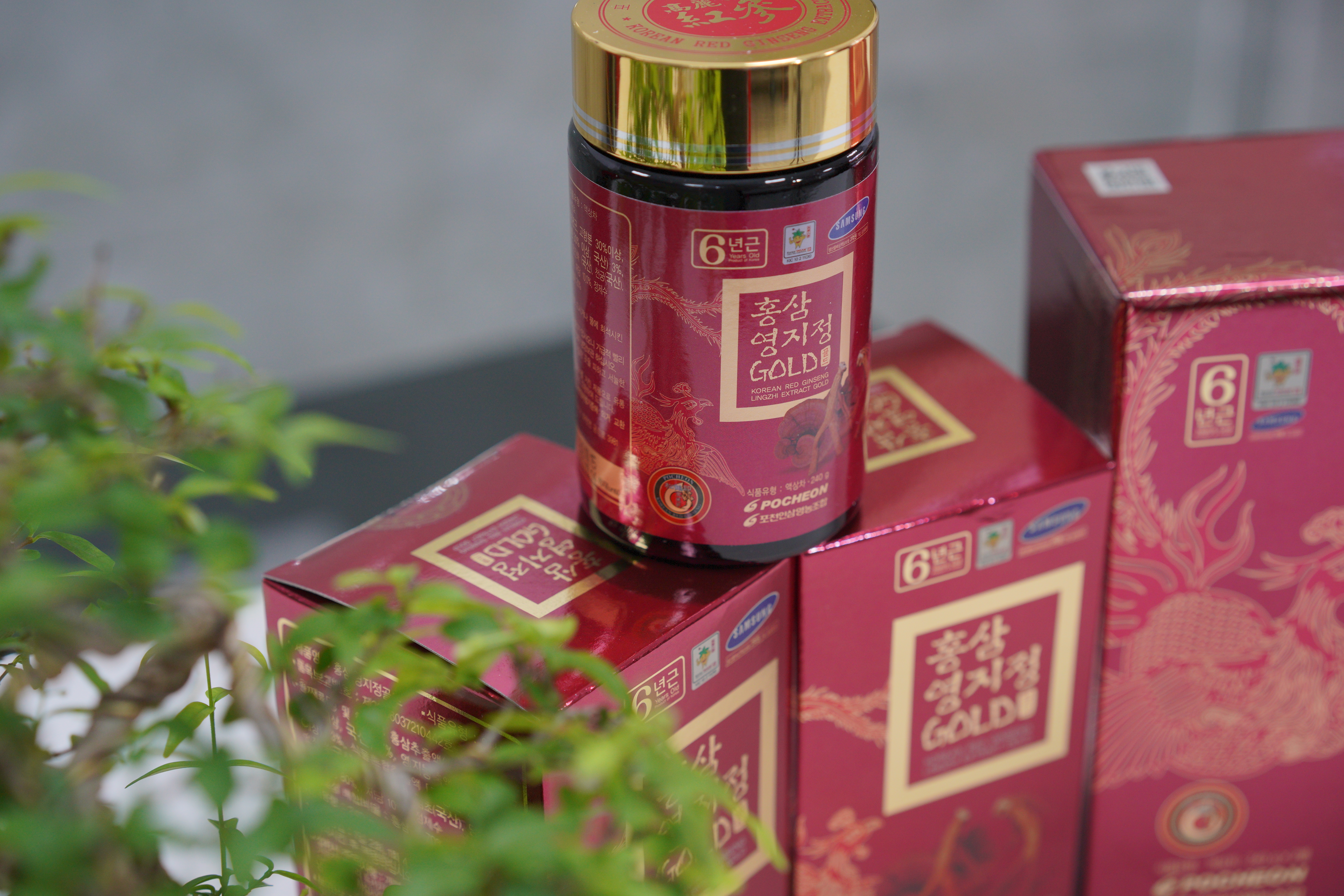 Cao Hồng sâm Linh chi Hàn Quốc Pocheon, cao hong sam linh chi han quoc pocheon, Sâm Linh chi Hàn Quốc, sam linh chi han quoc