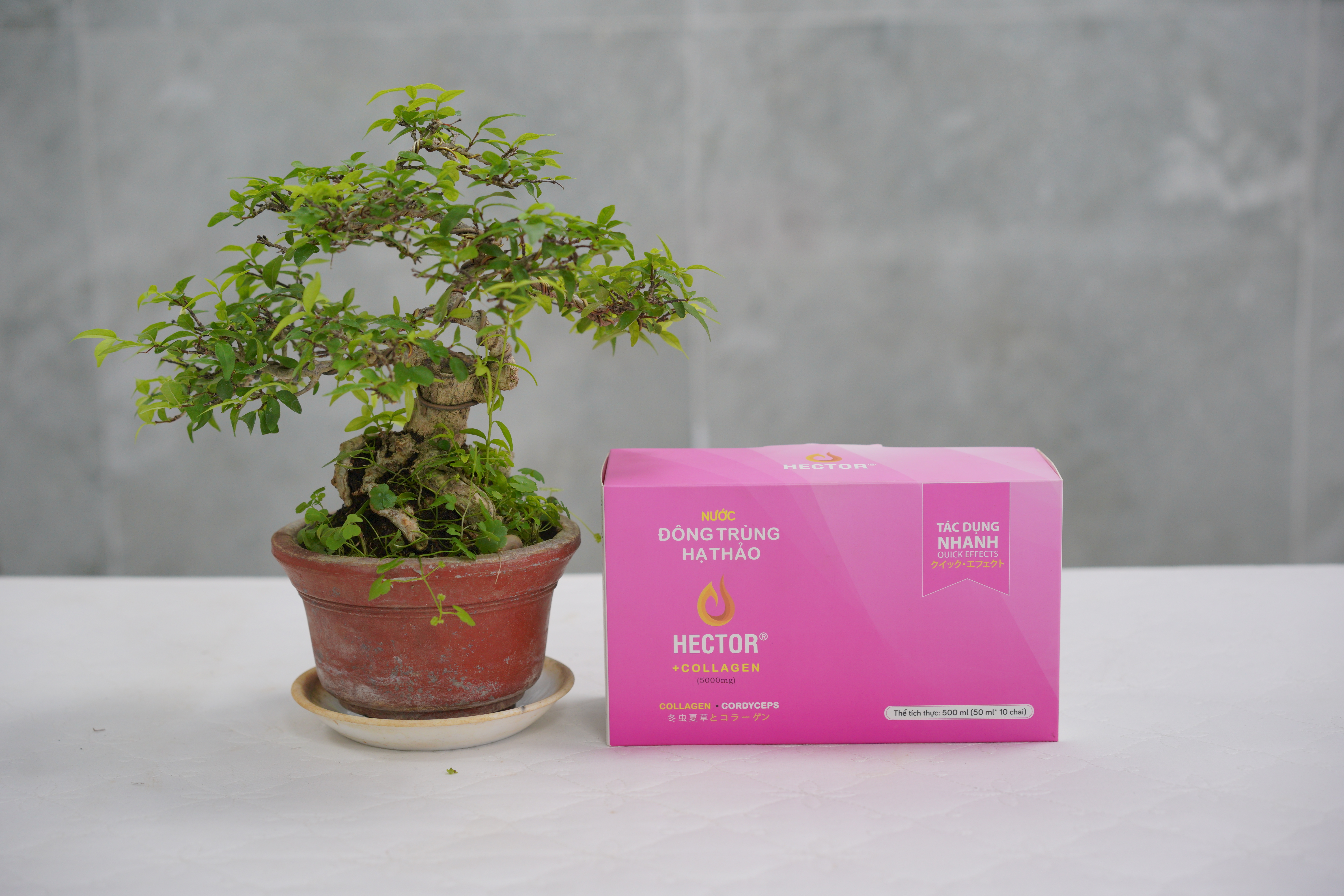 Nước đông trùng hạ thảo Hector collagen, nuoc dong trung ha thao hector collagen, Đông trùng hạ thảo Việt Nam, dong trung ha thao viet nam