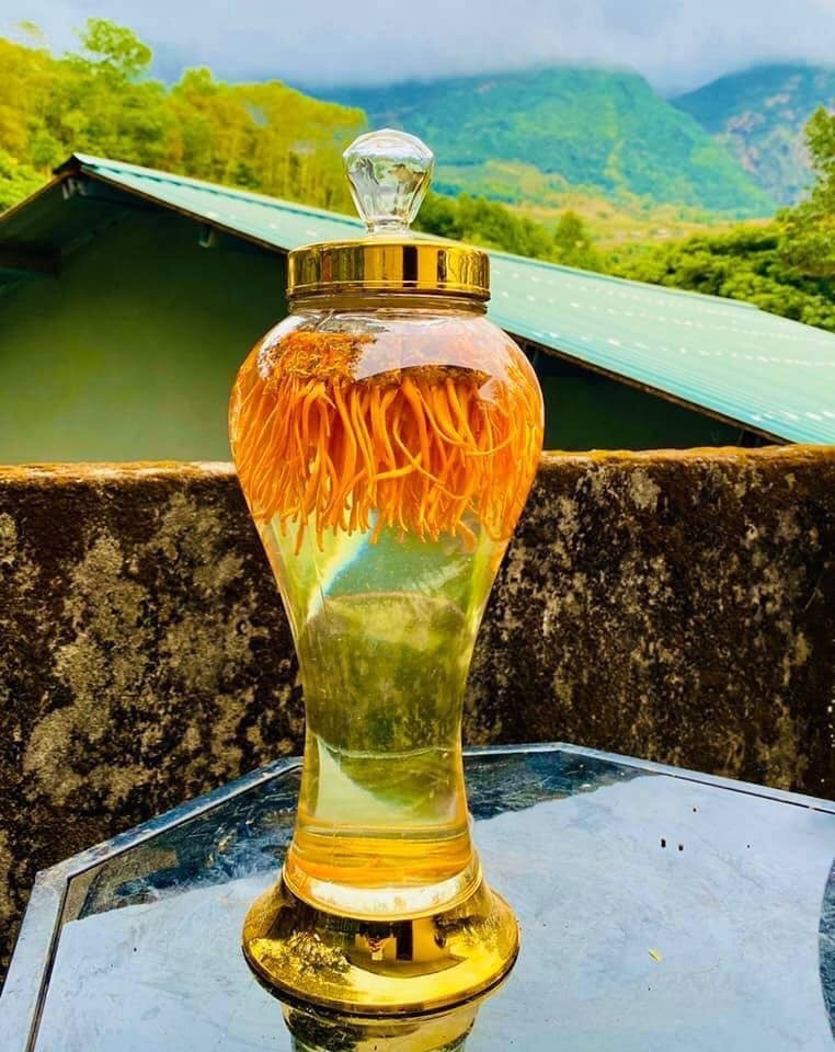 Đông trùng hạ thảo khô FUHINA, dong trung ha thao kho fuhina, tác dụng của đông trùng hạ thảo, tac dung cua dong trung ha thao