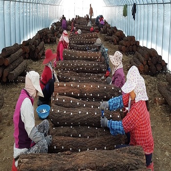 Nấm Linh Chi Nguyên Tai Daedong, nam linh chi nguyen tai daedong