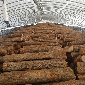 Nấm Linh Chi Nguyên Tai Daedong, nam linh chi nguyen tai daedong